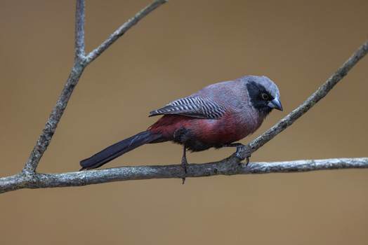 View of a small bird with red and grey feathers perched on a thin branch against a soft brown background in Mulhouse Grand Est France.