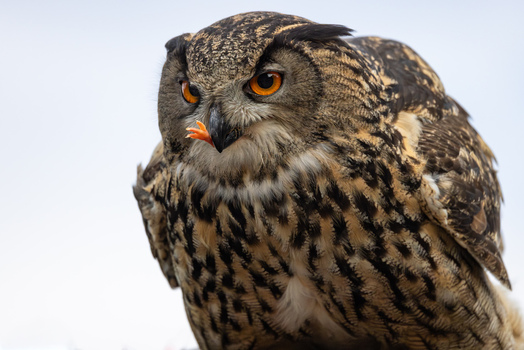 View of an Eurasian Eagle Owl with intense orange eyes and detailed plumage holding food in its beak Selestat Grand Est France.