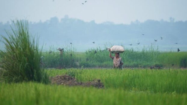 View of a woman carrying a sack in a field in Bogura Bangladesh. View of a woman carrying a sack in a field in Bogura Bangladesh.