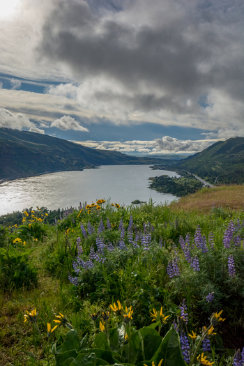 View of the Columbia River Gorge with vibrant purple lupine and yellow wildflowers in the foreground under a cloudy sky in Hood River Oregon United States.