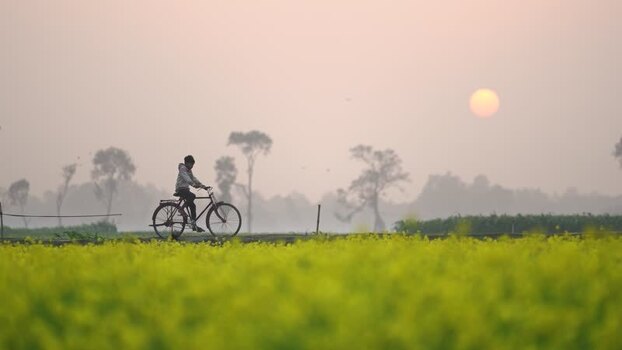 View of a person cycling through mustard fields at sunset Bangladesh. View of a person cycling through mustard fields at sunset Bangladesh.