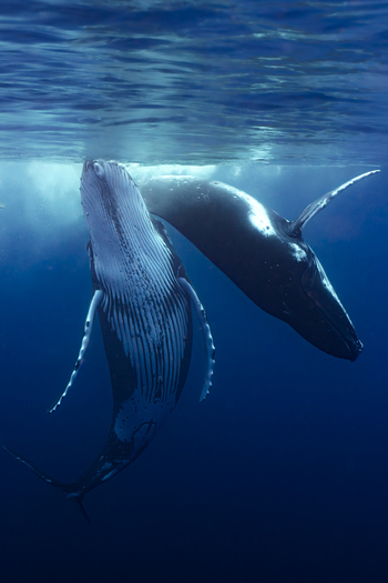 View of two humpback whales swimming in the deep blue ocean near Moorea Maiao Windward Islands French Polynesia.