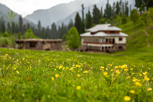 View of yellow wildflowers blooming in a lush green meadow with traditional wooden houses and pine trees against misty mountains Arang Kel Azad Kashmir Pakistan. View of yellow wildflowers blooming in a lush green meadow with traditional wooden houses and pine trees against misty mountains Arang Kel Azad Kashmir Pakistan.