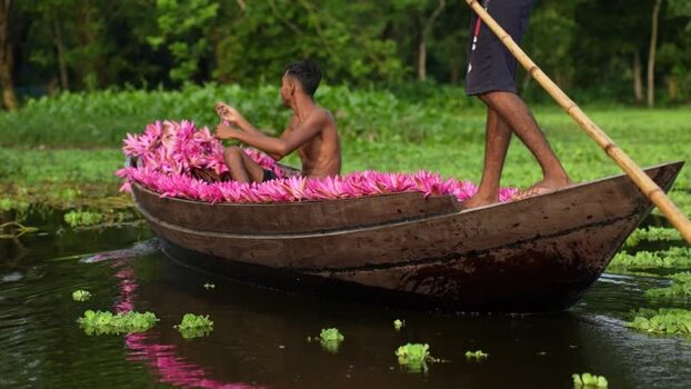 View of men on a boat filled with pink water lilies Bangladesh. View of men on a boat filled with pink water lilies Bangladesh.