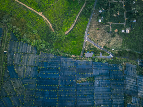 Aerial view of Goalpara Tea Park featuring lush green tea plantations dark protective netting over crops and winding roads in Kecamatan Sukaraja Jawa Barat Indonesia. Aerial view of Goalpara Tea Park featuring lush green tea plantations dark protective netting over crops and winding roads in Kecamatan Sukaraja Jawa Barat Indonesia.