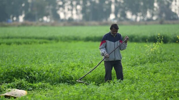View of a farmer working in a green field in Patna India.
