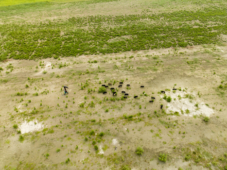 Aerial view of a person walking with an umbrella near a herd of livestock on a dry field with sparse green patches in Bogura Rajshahi Division Bangladesh. Aerial view of a person walking with an umbrella near a herd of livestock on a dry field with sparse green patches in Bogura Rajshahi Division Bangladesh.
