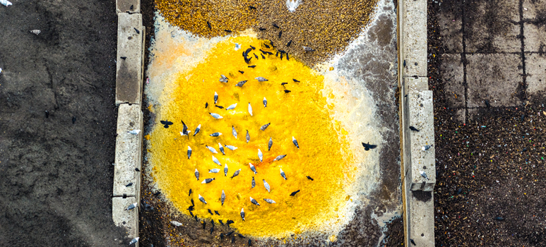 Aerial view of a large yellow industrial material pile at the Tata Steel plant surrounded by concrete barriers with birds feeding on the surface in Velsen Noord Noord Holland Netherlands. Aerial view of a large yellow industrial material pile at the Tata Steel plant surrounded by concrete barriers with birds feeding on the surface in Velsen Noord Noord Holland Netherlands.