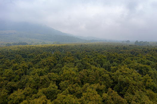 Aerial view of a lush avocado farm with dense green trees stretching across the hilly landscape under a cloudy sky in Tancitaro Michoacan Mexico.