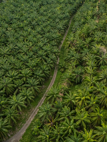 Aerial view of Llorona Palm Fields with dense rows of oil palm trees and a narrow dirt road winding through the lush green plantation in Quepos Provincia de Puntarenas Costa Rica. Aerial view of Llorona Palm Fields with dense rows of oil palm trees and a narrow dirt road winding through the lush green plantation in Quepos Provincia de Puntarenas Costa Rica.