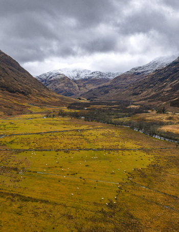 Aerial view of a vast valley with grazing sheep on yellow fields and snow capped mountains under a cloudy sky in Scotland United Kingdom. Aerial view of a vast valley with grazing sheep on yellow fields and snow capped mountains under a cloudy sky in Scotland United Kingdom.