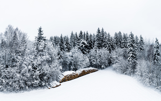 Aerial view of a snow covered forest in winter with a stack of logs in Latvia. Aerial view of a snow covered forest in winter with a stack of logs in Latvia.