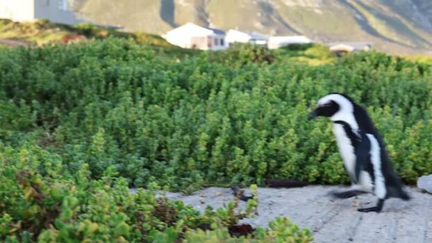 View of an African penguin at Stoney Point Penguin Colony South Africa. View of an African penguin at Stoney Point Penguin Colony South Africa.