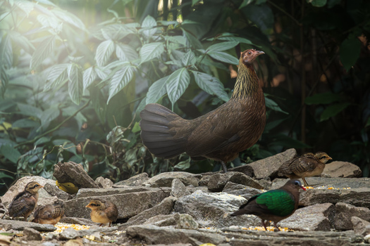 View of a red junglefowl hen and her chicks foraging on rocky ground with an emerald dove in a tropical forest Dehong Dai and Jingpo Autonomous Prefecture Yunnan China. View of a red junglefowl hen and her chicks foraging on rocky ground with an emerald dove in a tropical forest Dehong Dai and Jingpo Autonomous Prefecture Yunnan China.