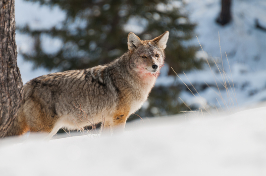 View of a coyote standing in the snow near a tree in Yellowstone National Park United States.