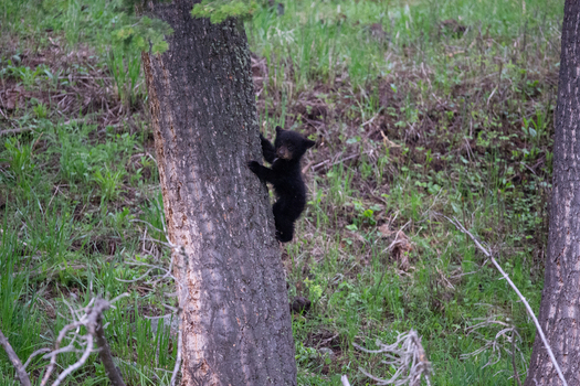 View of a small black bear cub climbing a tree trunk in a lush forest in Yellowstone National Park United States. View of a small black bear cub climbing a tree trunk in a lush forest in Yellowstone National Park United States.