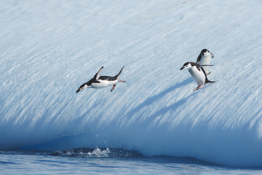 View of three chinstrap penguins jumping off a massive blue tinted iceberg into the cold ocean water in Antarctica. View of three chinstrap penguins jumping off a massive blue tinted iceberg into the cold ocean water in Antarctica.