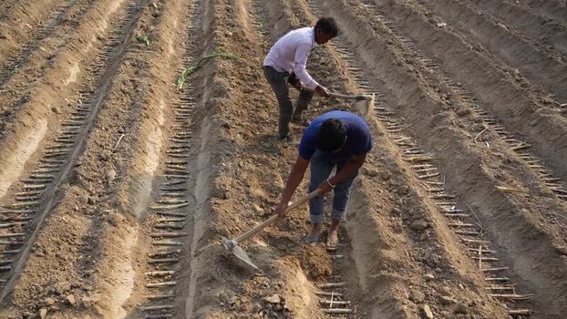View of farmers working in a field in Dhangadhi Nepal. View of farmers working in a field in Dhangadhi Nepal.