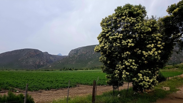 View of a blossoming tree in the Klein Karoo with the Swartberg Mountains in the background Ladismith Western Cape South Africa.