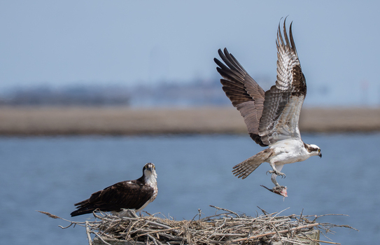 View of two ospreys at the Edwin B. Forsythe National Wildlife Refuge with one bird landing on a stick nest while carrying a fish in its talons in Galloway New Jersey United States. View of two ospreys at the Edwin B. Forsythe National Wildlife Refuge with one bird landing on a stick nest while carrying a fish in its talons in Galloway New Jersey United States.