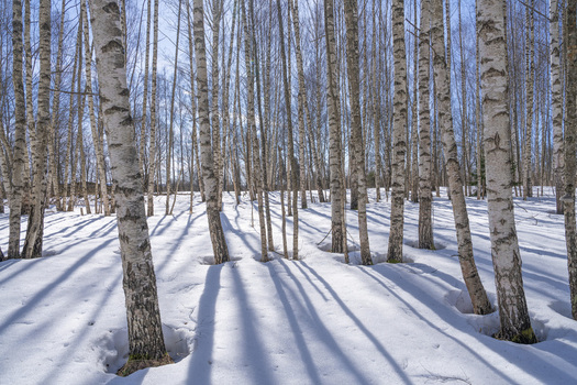 View of stark white birch trunks rise from a blanket of snow casting long shadows in the crisp sunlight Pereslavl Zalessky Yaroslavl Oblast Russia. View of stark white birch trunks rise from a blanket of snow casting long shadows in the crisp sunlight Pereslavl Zalessky Yaroslavl Oblast Russia.