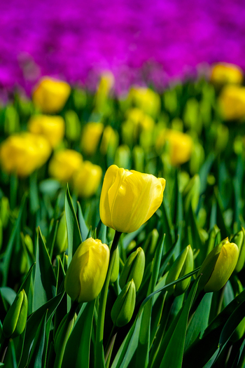 View of yellow tulips blooming in a field with purple flowers in the background in the Netherlands. View of yellow tulips blooming in a field with purple flowers in the background in the Netherlands.