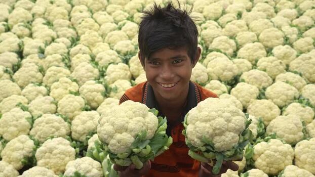 View of a smiling boy holding cauliflowers in a field Bangladesh. View of a smiling boy holding cauliflowers in a field Bangladesh.