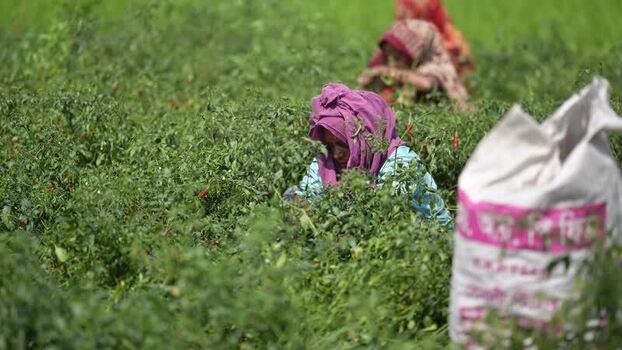 View of women harvesting chili peppers in a field Bangladesh. View of women harvesting chili peppers in a field Bangladesh.