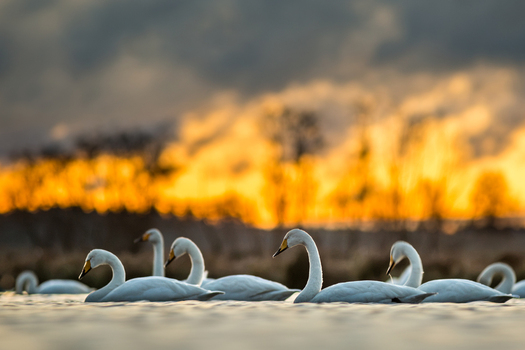 View of a group of whooper swans swimming in a lake during a vibrant golden sunset with silhouettes of trees in the background in Debrzno Pomeranian Voivodeship Poland.