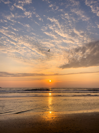 View of Strand Wijk aan Zee during a golden sunset over the North Sea with waves washing onto the sandy shore and a bird in the sky Wijk aan Zee North Holland Netherlands. View of Strand Wijk aan Zee during a golden sunset over the North Sea with waves washing onto the sandy shore and a bird in the sky Wijk aan Zee North Holland Netherlands.