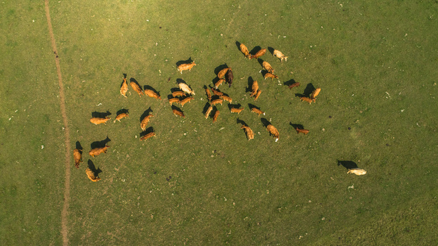 Aerial view of a herd of brown cows grazing in a lush green pasture in Latvia. Aerial view of a herd of brown cows grazing in a lush green pasture in Latvia.