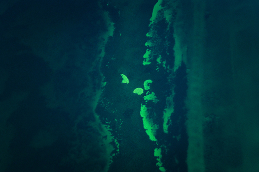Aerial view of vibrant green seagrass beds contrasting with deep blue ocean waters in the Shire of Shark Bay Western Australia Australia. Aerial view of vibrant green seagrass beds contrasting with deep blue ocean waters in the Shire of Shark Bay Western Australia Australia.