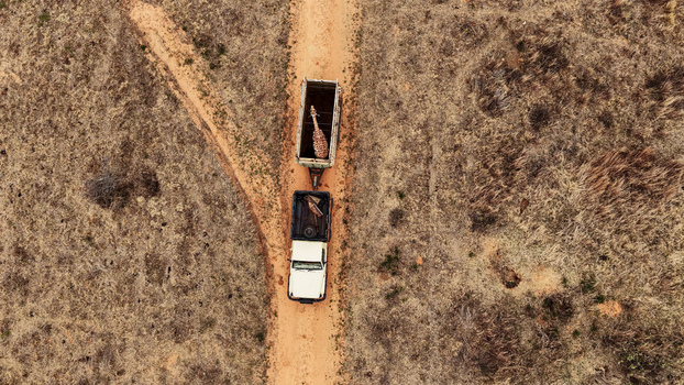 Aerial view of a giraffe being transported in a trailer pulled by a white vehicle along a dirt road through the dry savanna landscape in Thabazimbi Limpopo South Africa. Aerial view of a giraffe being transported in a trailer pulled by a white vehicle along a dirt road through the dry savanna landscape in Thabazimbi Limpopo South Africa.