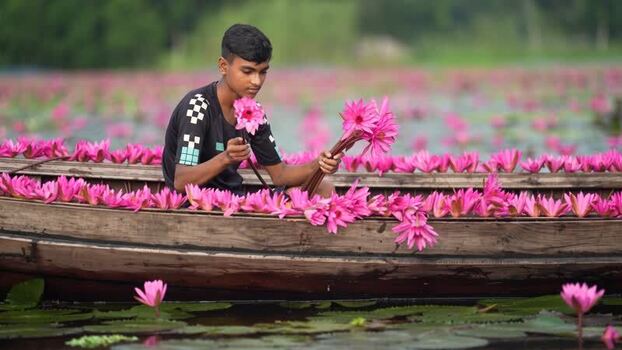 View of a boy collecting pink water lilies in a boat Bangladesh. View of a boy collecting pink water lilies in a boat Bangladesh.