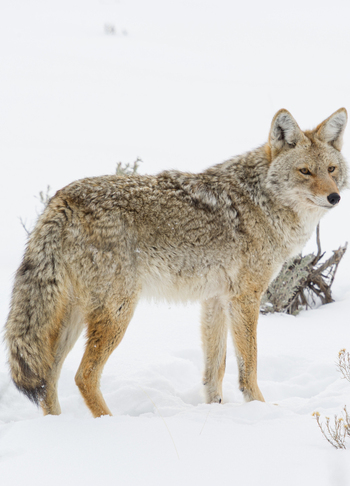 View of a coyote standing in the snow at Yellowstone National Park United States.