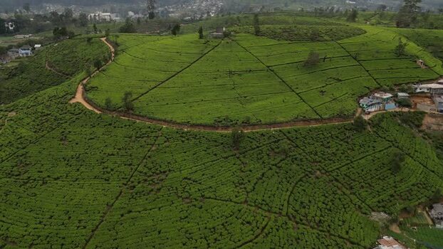 Aerial view of tea plantation in Nuwara Eliya Sri Lanka. Aerial view of tea plantation in Nuwara Eliya Sri Lanka.