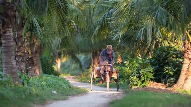 View of a man riding a cycle van through a lush palm grove Bangladesh.