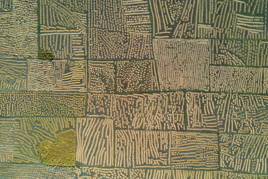 Aerial view of agricultural fields with harvested rice straw arranged in geometric patterns in Panchagarh Rangpur Division Bangladesh. Aerial view of agricultural fields with harvested rice straw arranged in geometric patterns in Panchagarh Rangpur Division Bangladesh.
