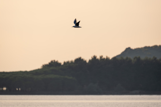 View of a seagull flying over the calm waters of Narta Lagoon with a forested shoreline under a warm sunset sky in Zvernec Vlore County Albania.