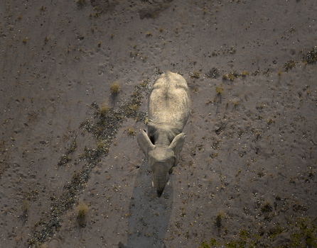 Aerial view of a rhinoceros casts a long shadow on the arid landscape its form a study in grey against the ochre earth Uis Namibia.