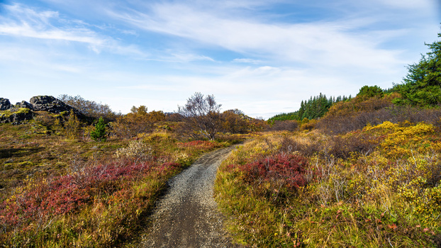 View of a gravel path winding through a lava field covered in vibrant autumn colors with volcanic rocks and evergreen trees under a clear blue sky in Iceland.