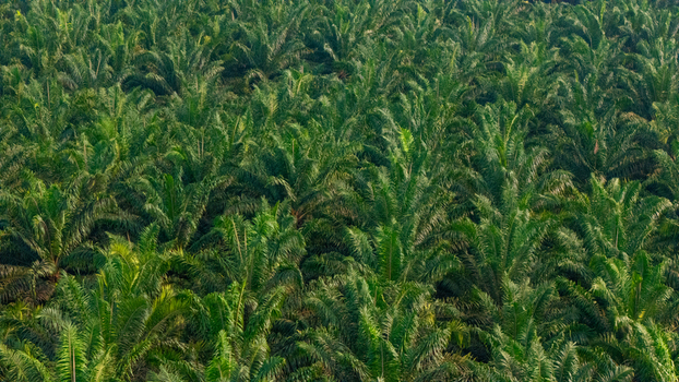 Aerial view of a vast palm oil plantation with dense green palm trees covering the landscape in Indonesia.