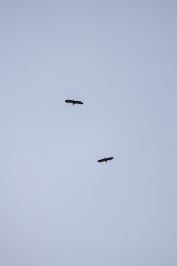 View of two eagles soaring through a clear pale sky over the arctic landscape in Kvaloya Troms Norway.