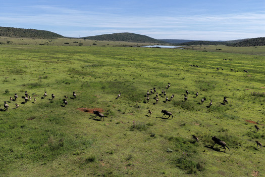 Aerial view of a herd of wildebeest running across the green savanna with rolling hills and a small lake under a clear sky in Waterberg District Municipality Limpopo South Africa. Aerial view of a herd of wildebeest running across the green savanna with rolling hills and a small lake under a clear sky in Waterberg District Municipality Limpopo South Africa.
