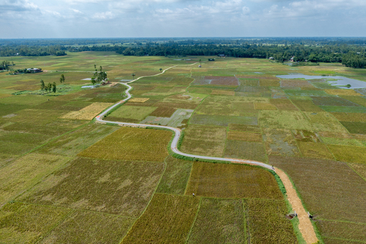 Aerial view of a winding rural road cutting through lush green and golden agricultural fields in the countryside of Bogura Rajshahi Division Bangladesh. Aerial view of a winding rural road cutting through lush green and golden agricultural fields in the countryside of Bogura Rajshahi Division Bangladesh.