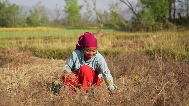 View of a woman working in a rural field in Dang Nepal.