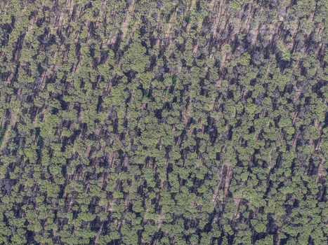 Aerial view of a dense pine forest with long shadows stretching across the ground under bright sunlight in Paestum Campania Italy.