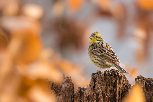 View of a yellowhammer bird perched on a weathered tree stump surrounded by blurred orange foliage in Debrzno Pomeranian Voivodeship Poland.