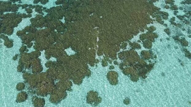 Aerial view of coral reef in the shallow waters of Maldives. Aerial view of coral reef in the shallow waters of Maldives.
