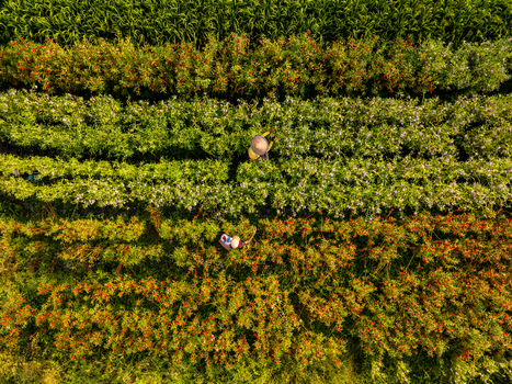 Aerial view of flower pickers wearing traditional hats working in vibrant rows of blooming flowers in Bali Indonesia.